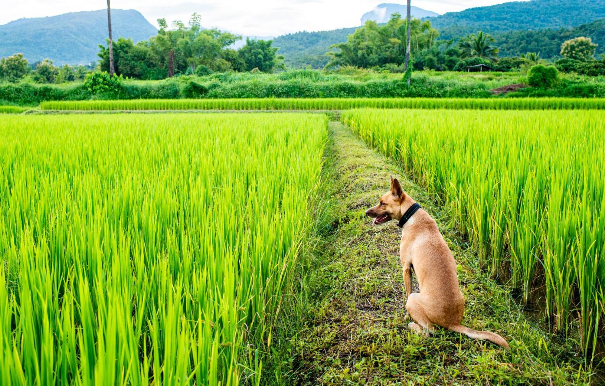 Suan Sook Homestay Чом Тхонг Экстерьер фото